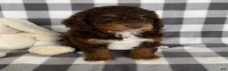 Mini Bernedoodle dogs for sale: Pierce - Ad 3