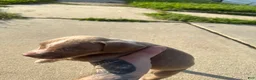 American Bully dogs for sale: Cupcake  - Ad 5