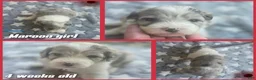 Sheepadoodle dogs for sale: Lily- maroon - Ad 3