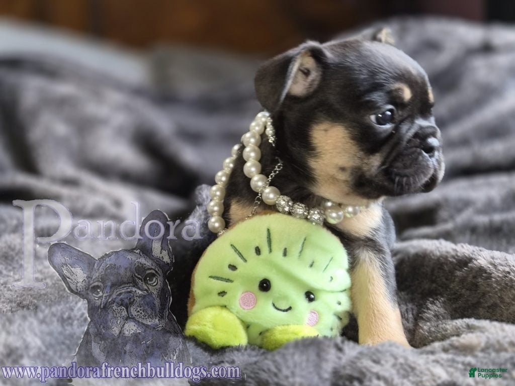 French Bulldog dogs Ember - Ad 2