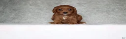 Cavapoo dogs for sale: Daisy  - Ad 2