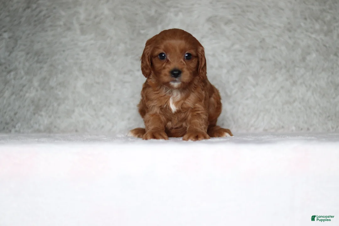 Cavapoo dogs for sale: Daisy  - Ad 2