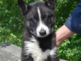 Gerberian Shepsky dogs for sale: Wrangler - Ad 3