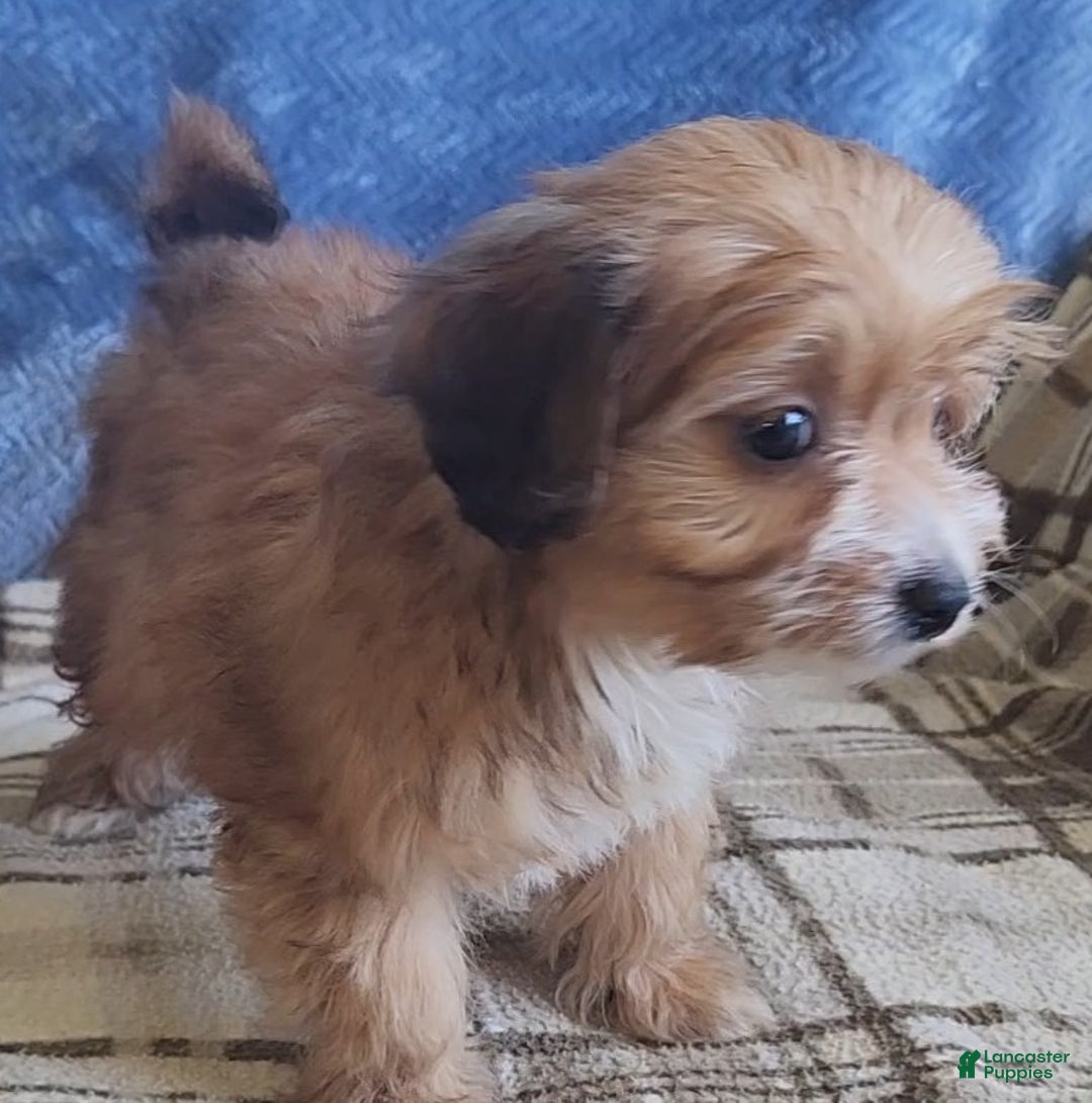 Mixed Breed dogs for sale: Molly - Ad 18