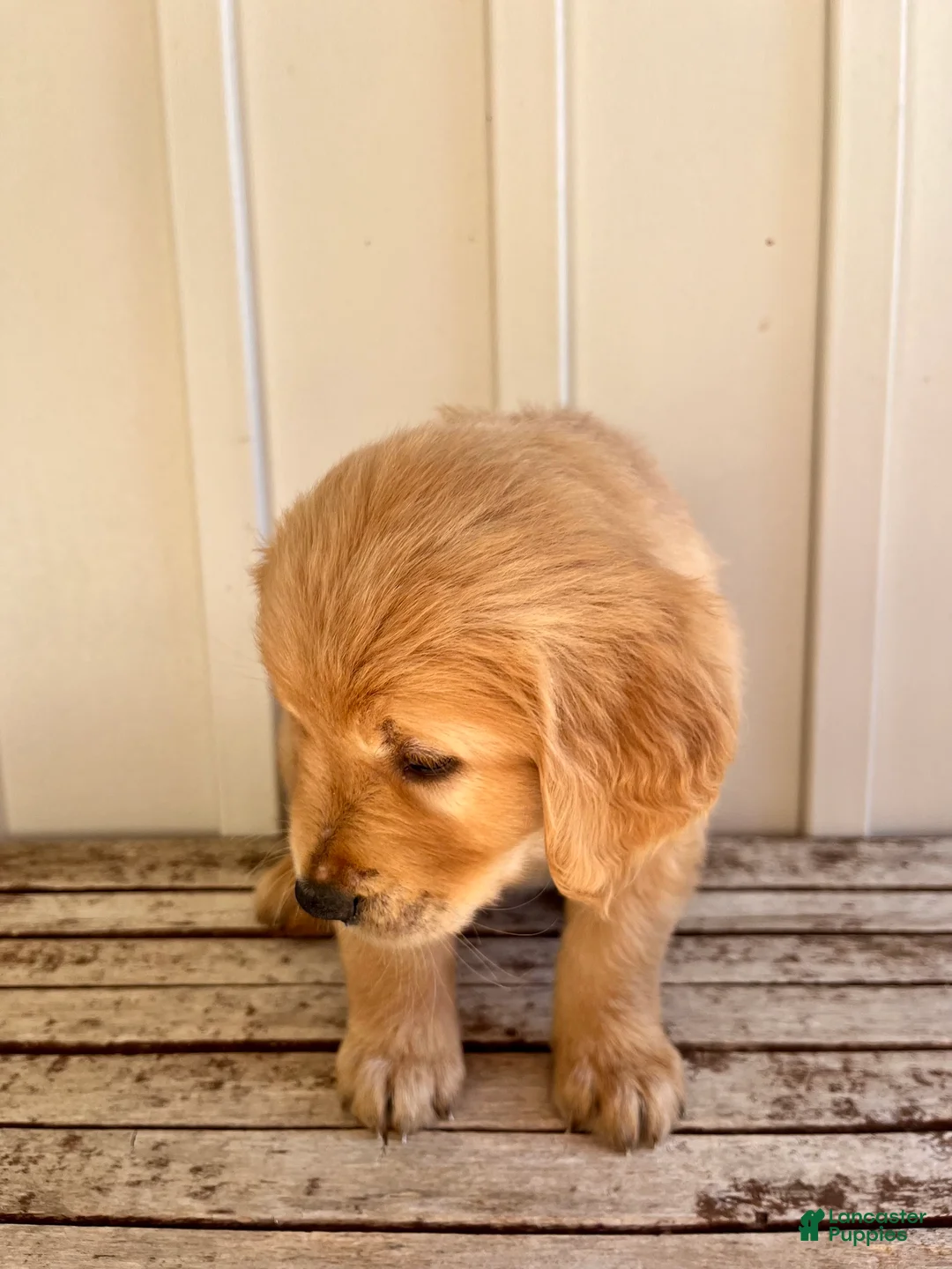 Golden Retriever dogs for sale: Red Girl - Ad 2