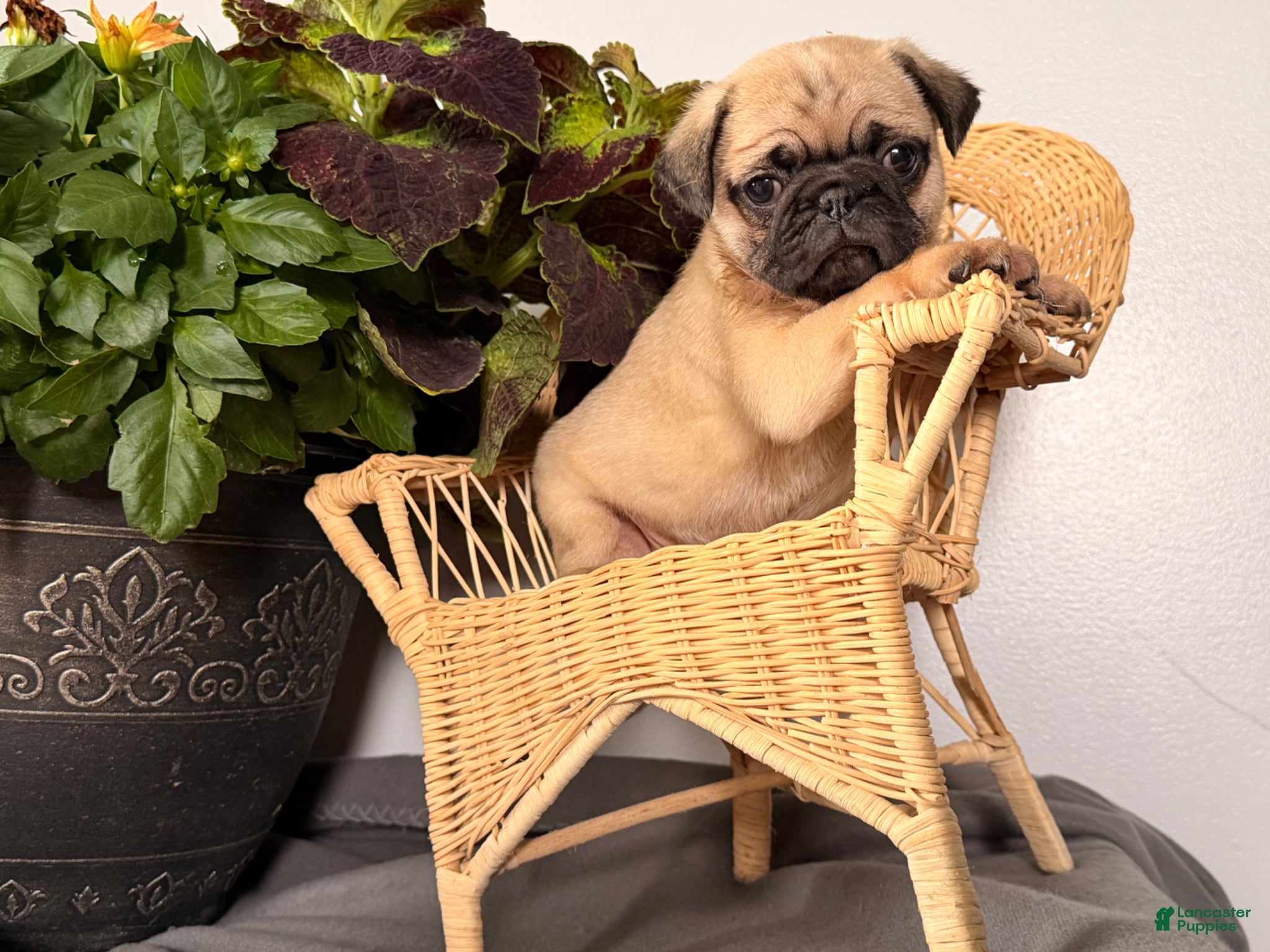Pug dogs Pippy - Ad 2