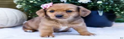 Mixed Breed dogs for sale: Coco - Ad 29