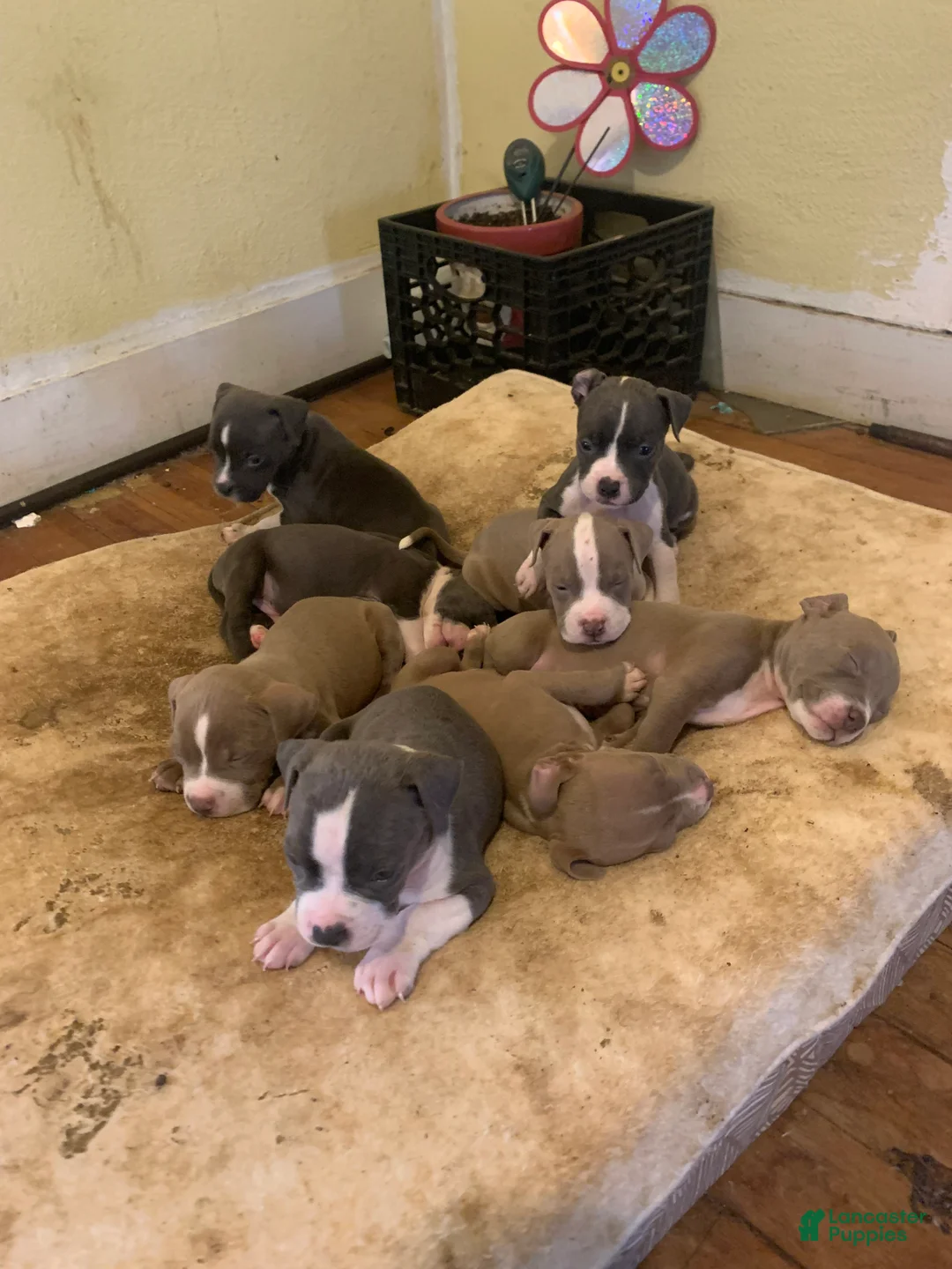 American Bully dogs for sale: American Bully Puppy 8 - Ad 4