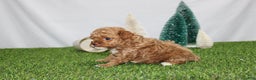 Toy Poodle dogs for sale: Asher - Ad 4