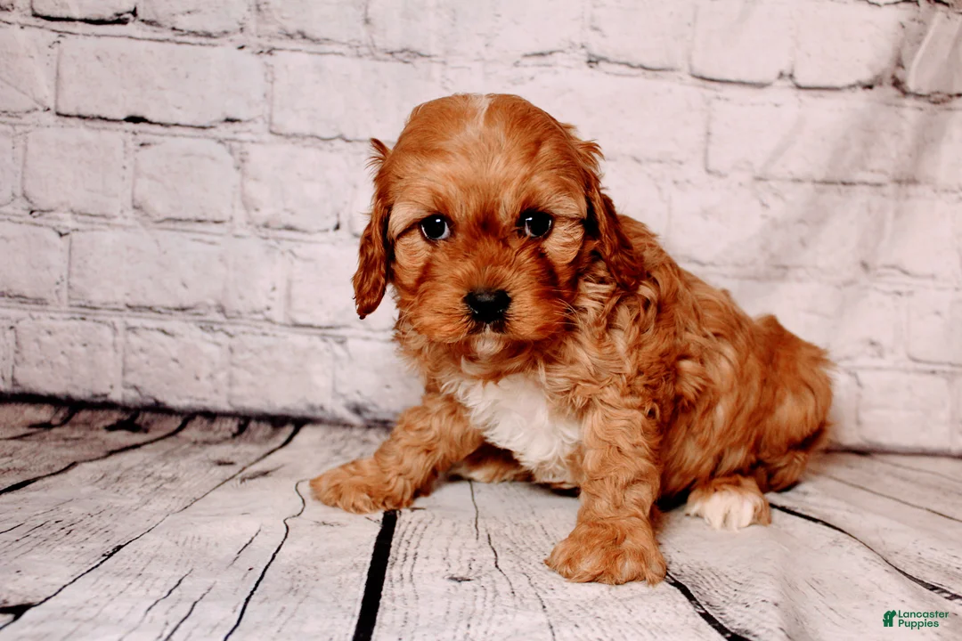 Cavalier King Charles Spaniel dogs for sale: Oliver - Ad 2