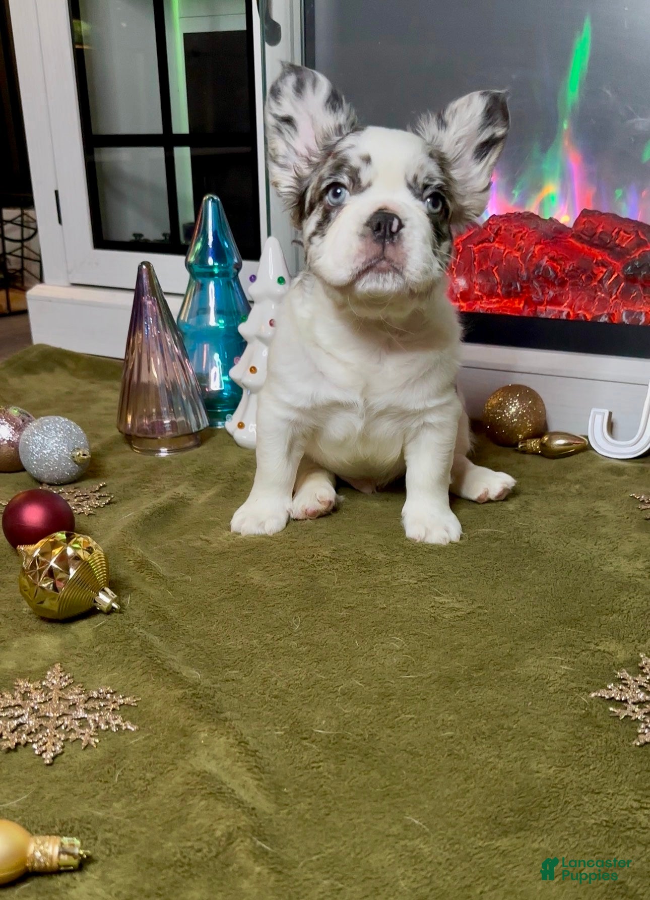 French Bulldog dogs VANILLA - Ad 33