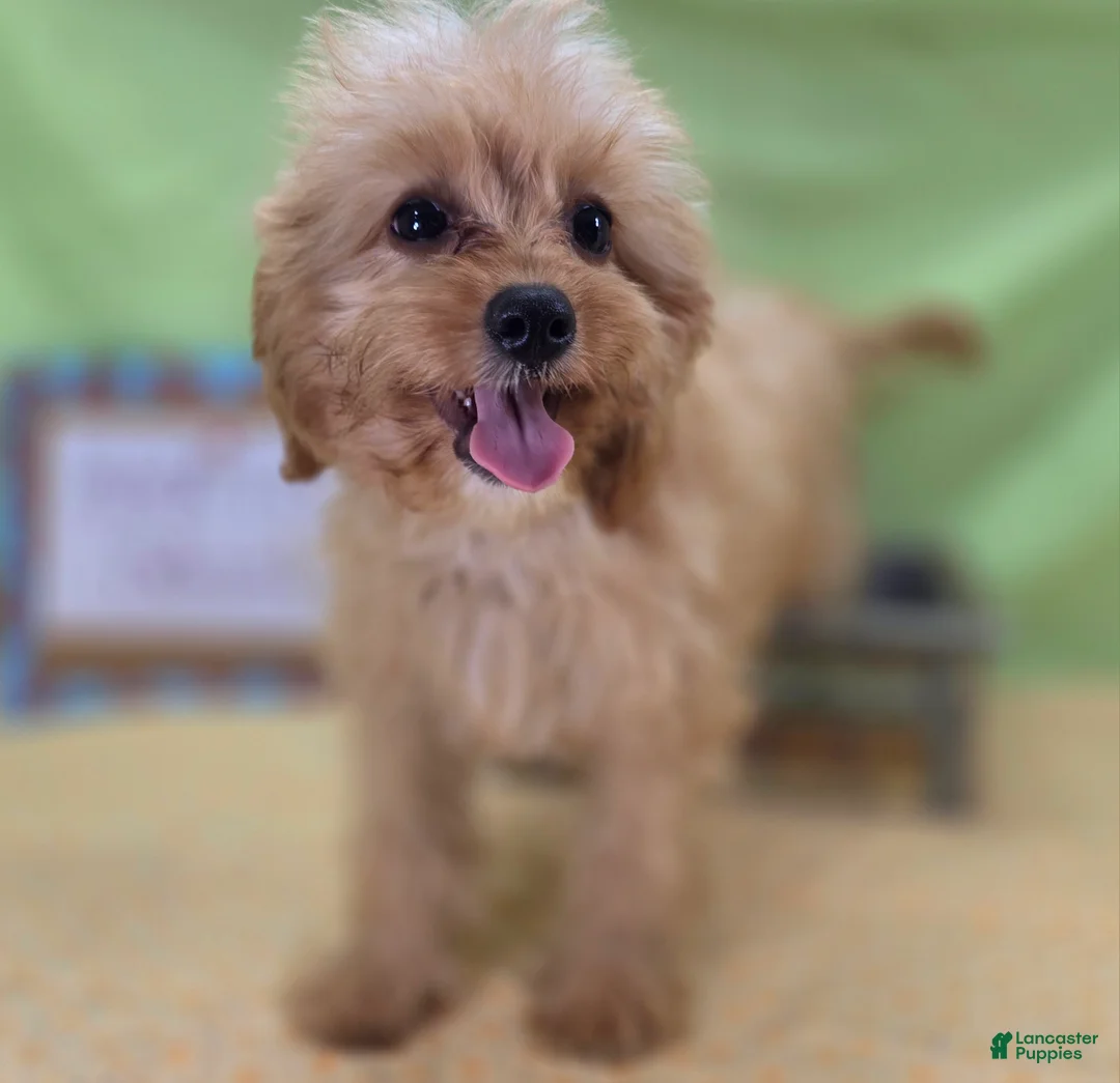 Cavapoo dogs for sale: Miles - Ad 2