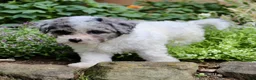 Bichpoo dogs for sale: Luke - Ad 5
