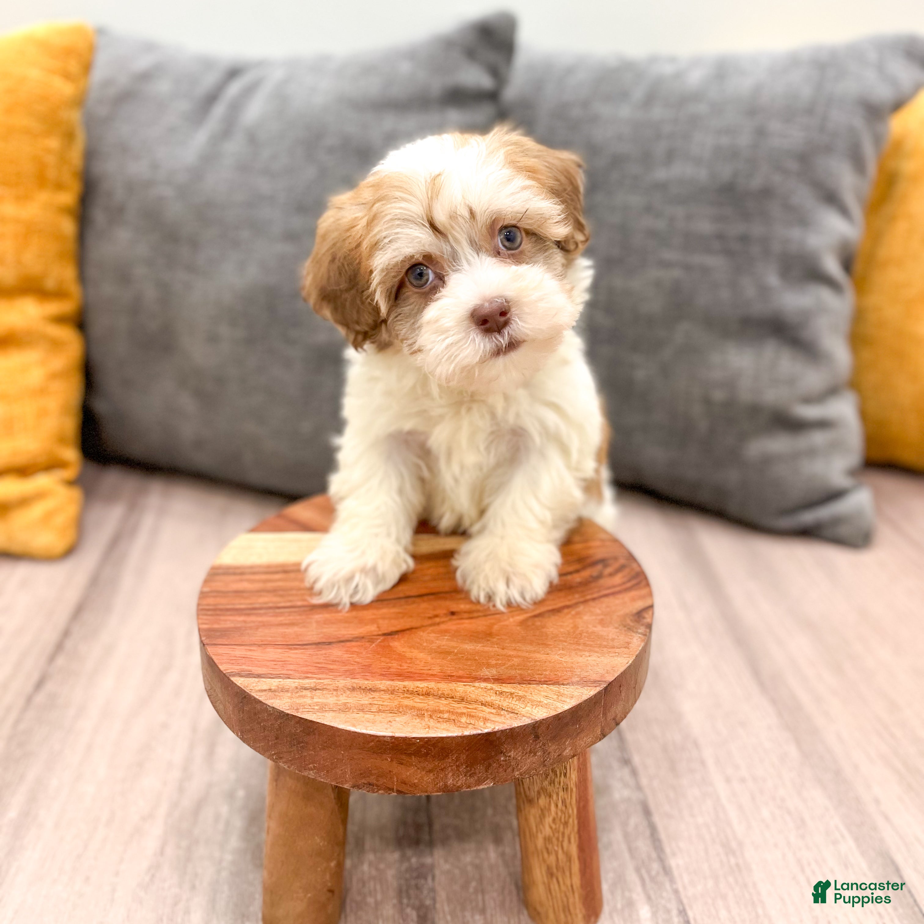 Havapoo dogs Benson - Ad 2