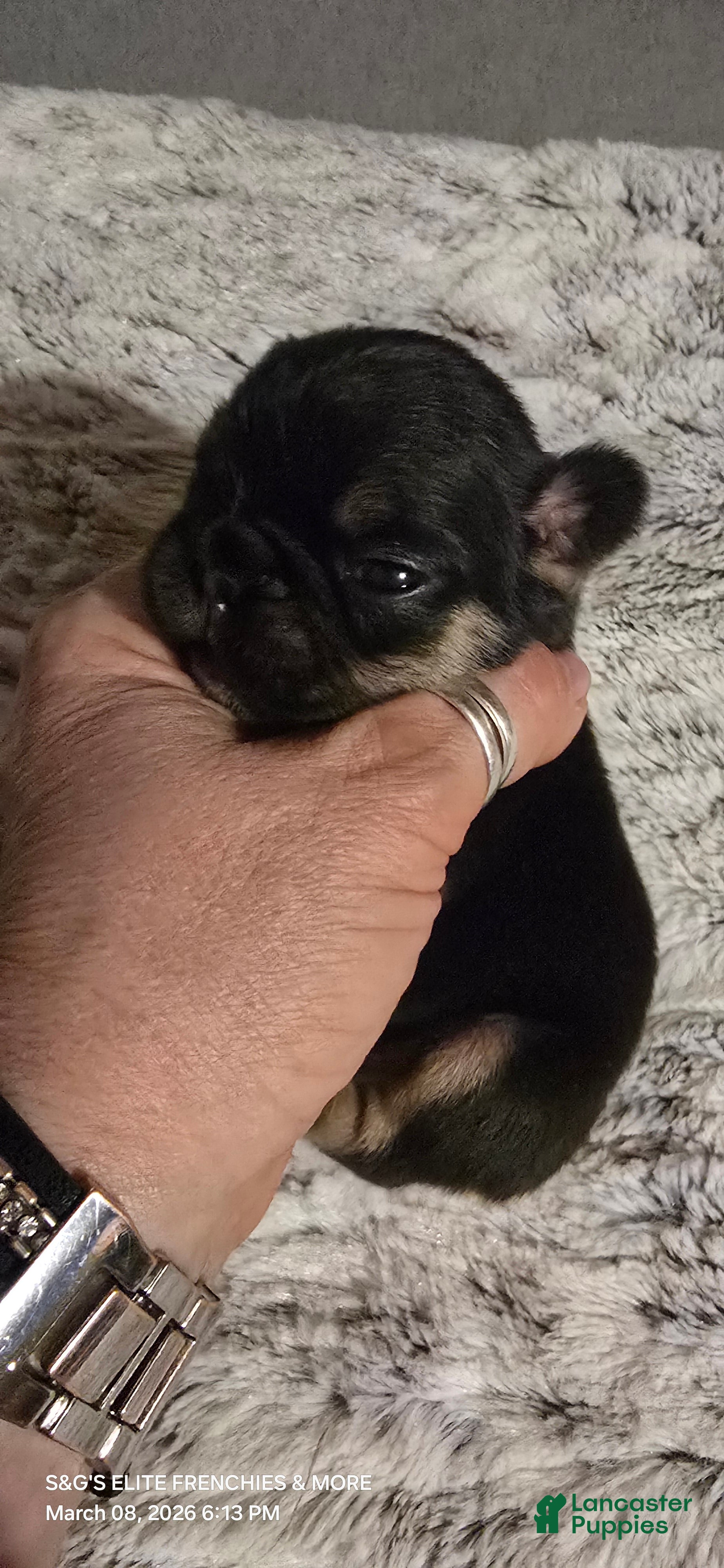 French Bulldog dogs French Bulldog Puppy 1 - Ad 1