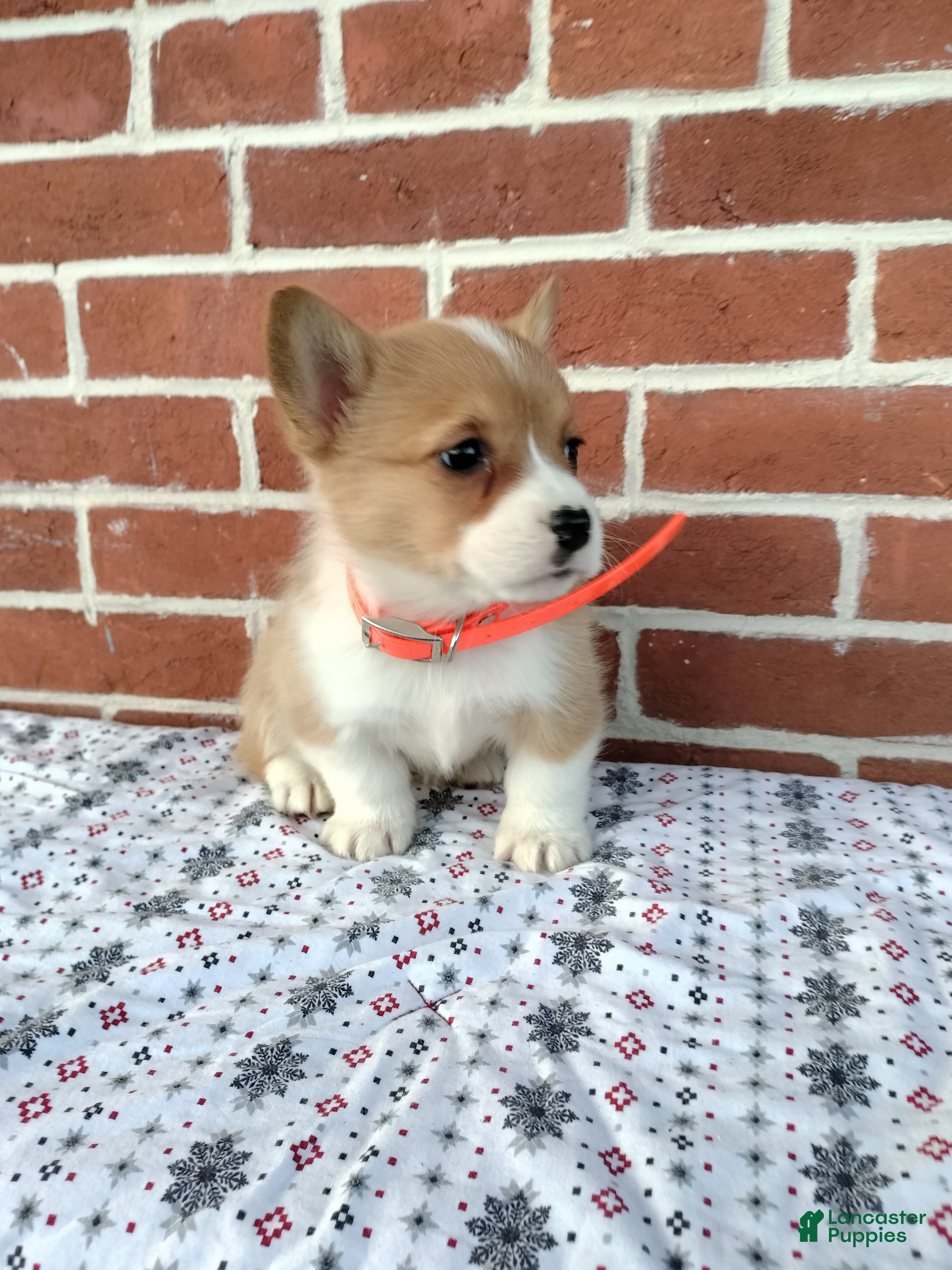 Welsh Corgi Pembroke dogs  Missy - Ad 34