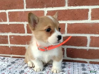 Welsh Corgi Pembroke dogs Missy - Ad 29