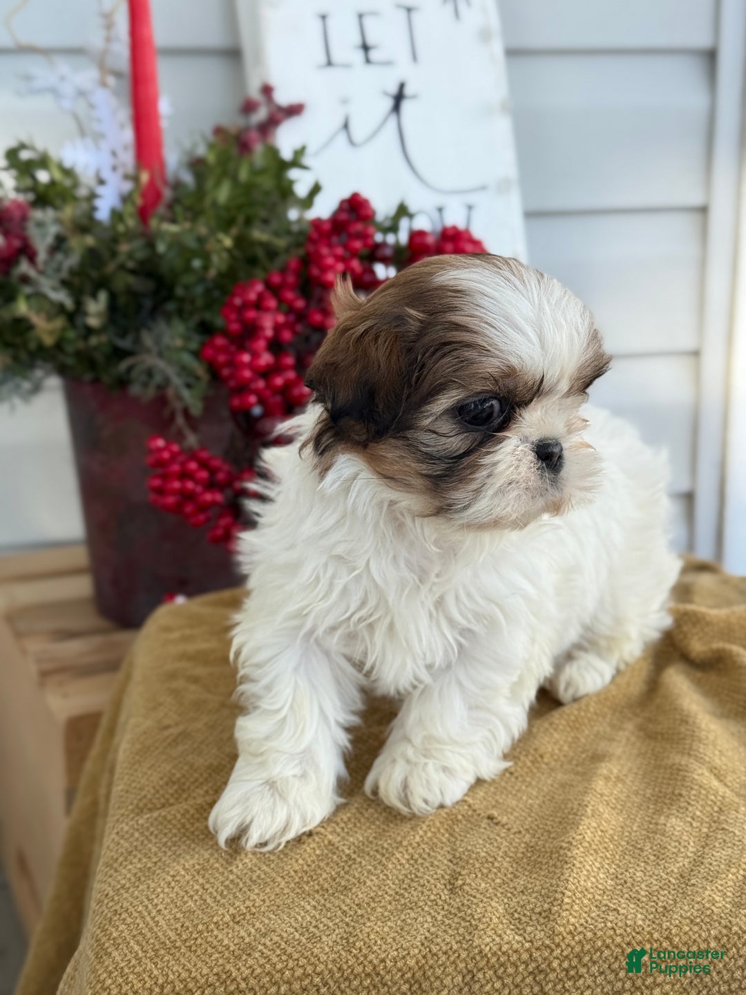 Shih Tzu dogs for sale: Pansy - Ad 6