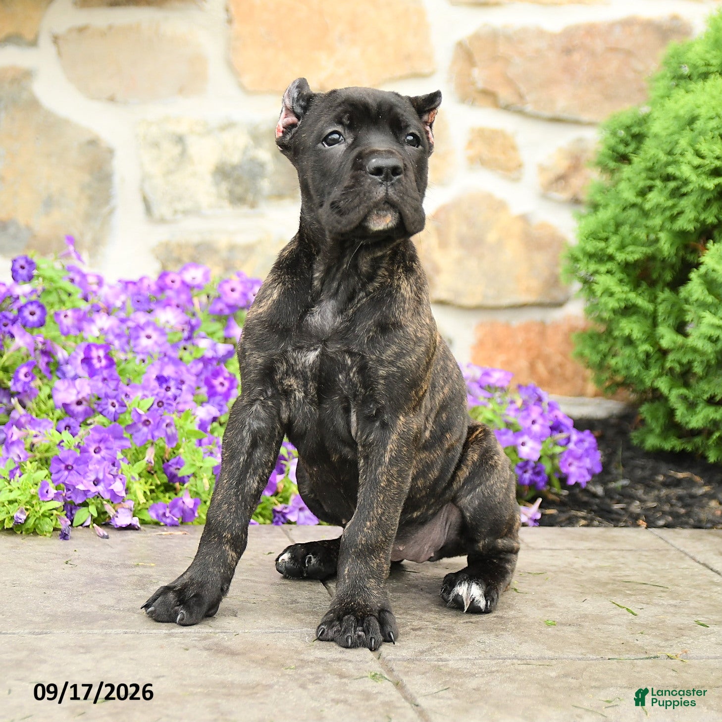 Cane Corso dogs Coda  - Ad 1