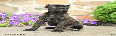 Coda 