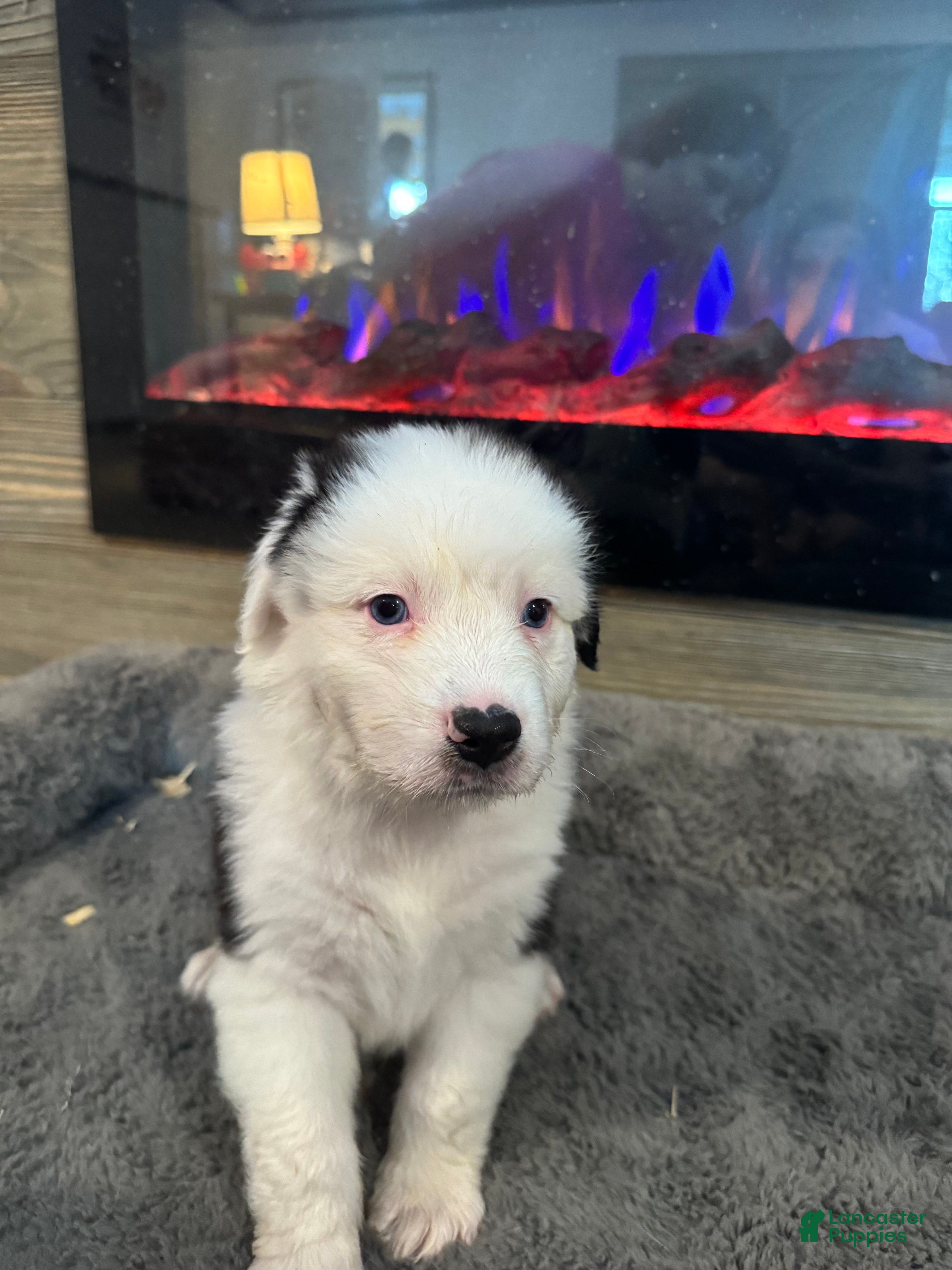Australian Shepherd dogs Kenny - Ad 2