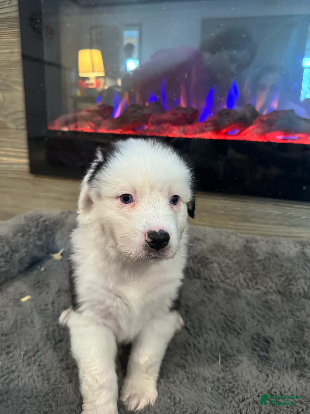 Australian Shepherd dogs for sale: Kenny - Ad 2