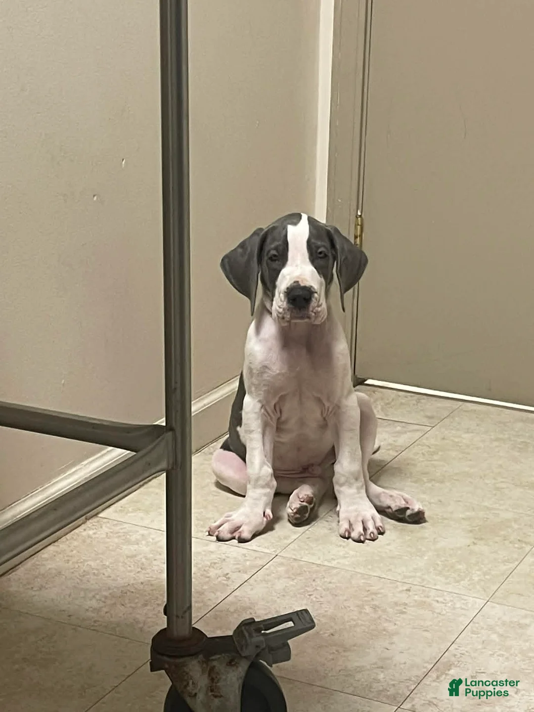 Great Dane dogs for sale: Optimus  - Ad 2