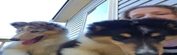 Collie dogs for sale: Callum - Ad 6