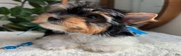 Yorkshire Terrier dogs for sale: PeeWee - Ad 6