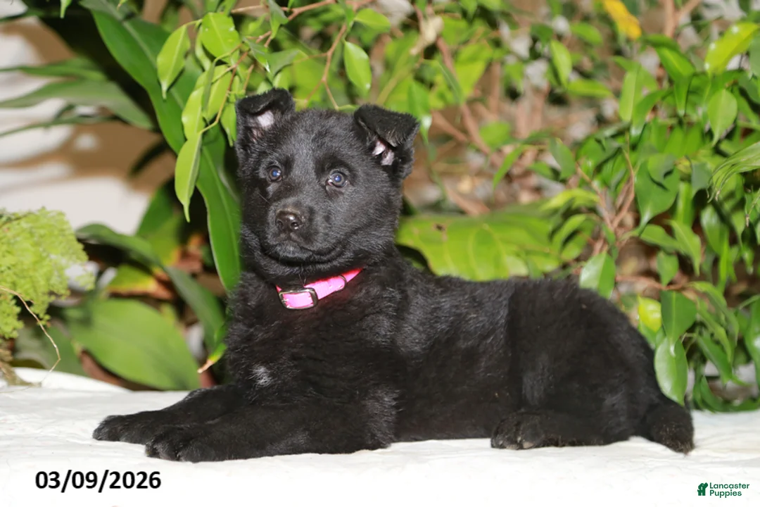 German Shepherd dogs for sale: Maria - Ad 2