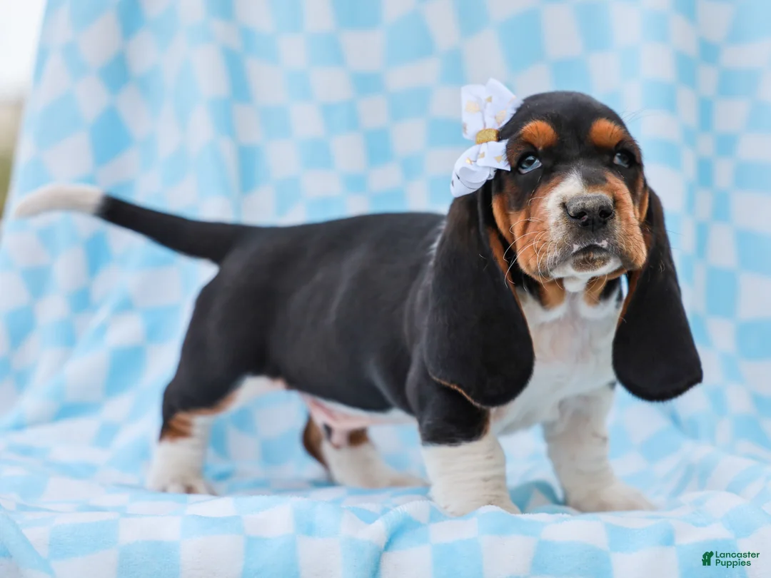 Basset Hound dogs for sale: Edson Purebred Basset Hound Pup - Ad 1