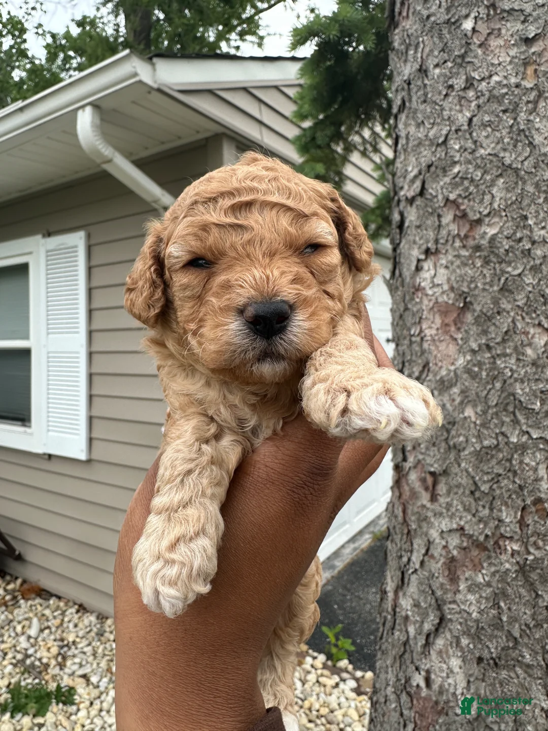 Toy Poodle dogs for sale: Toy Poodle Scooby - Ad 1