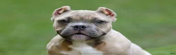 American Bully dogs for sale: Fawn male - Ad 3