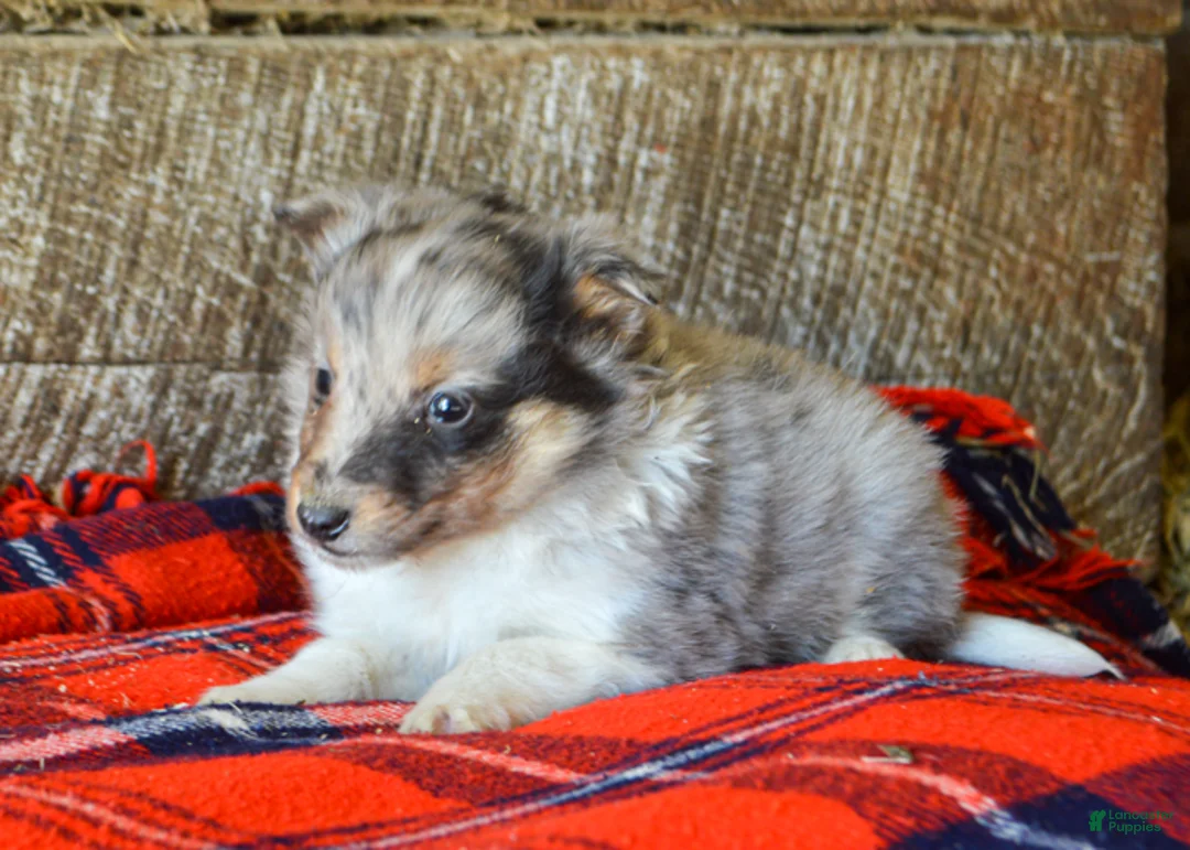 Sheltiedoodle dogs for sale: Eddie - Ad 4