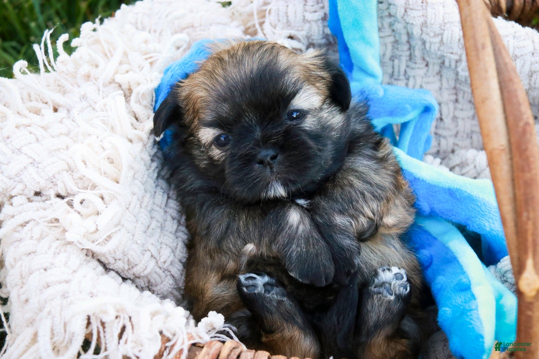 Shih Tzu dogs for sale: Herb - Ad 2