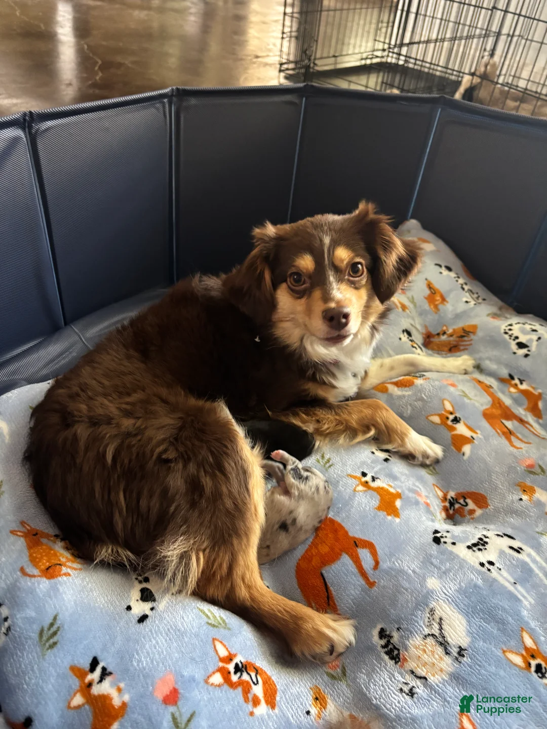 Toy Australian Shepherd dogs for sale: Toy Australian Shepherd Puppy 1 - Ad 6