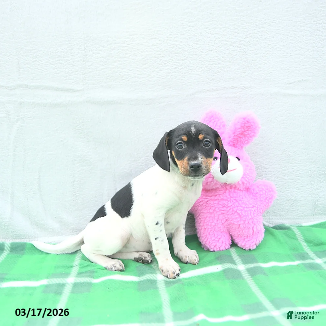 Mixed Breed dogs for sale: Pixie - Ad 2