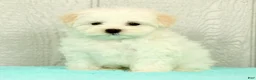 Maltese dogs for sale: Benji - Ad 4