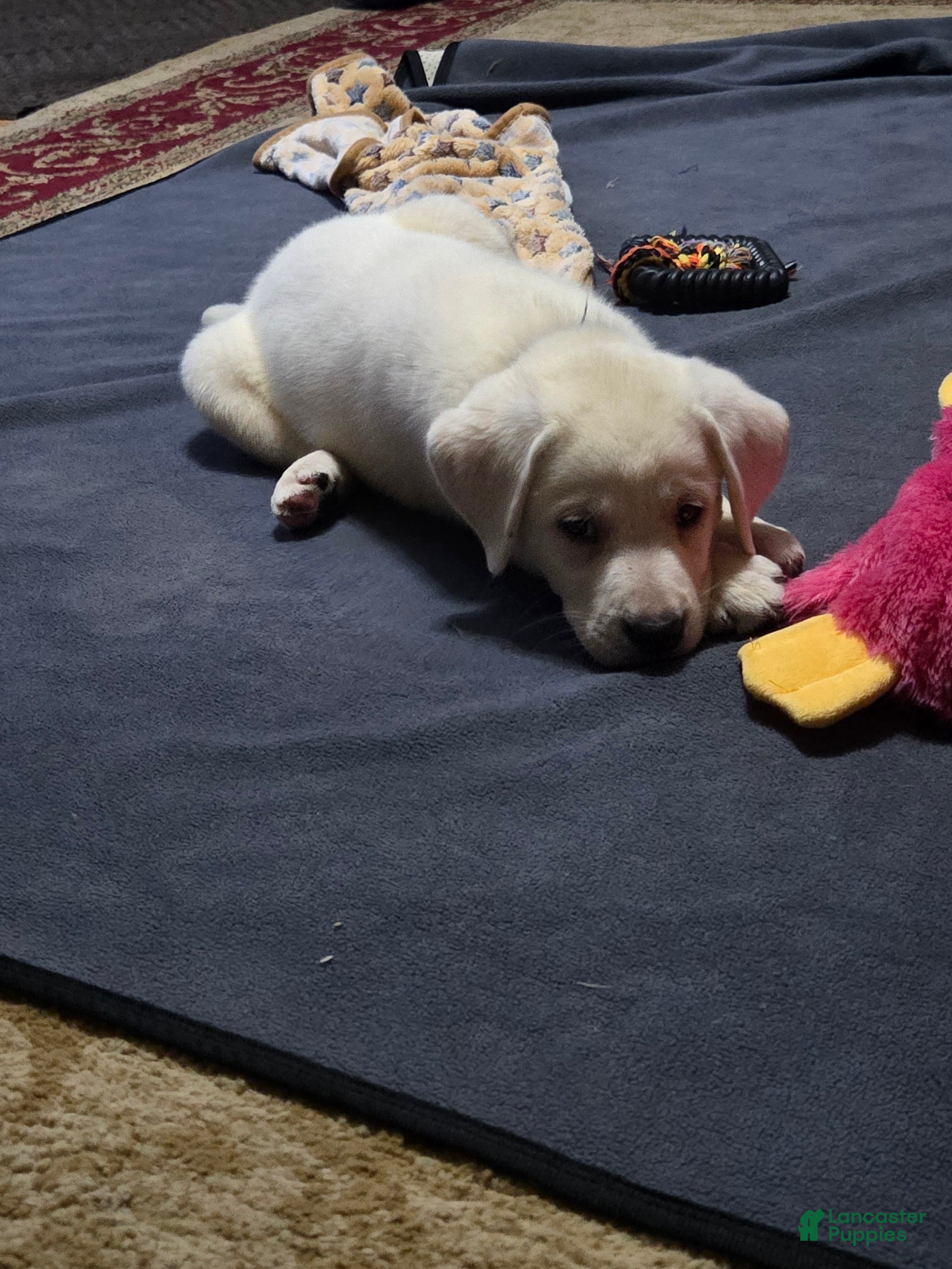 Labrador Retriever dogs Blue Collar - Ad 2