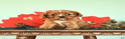 Cavalier King Charles Spaniel dogs for sale: Noelle - Ad 3