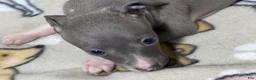 Italian Greyhound dogs for sale: Bandit - Ad 3