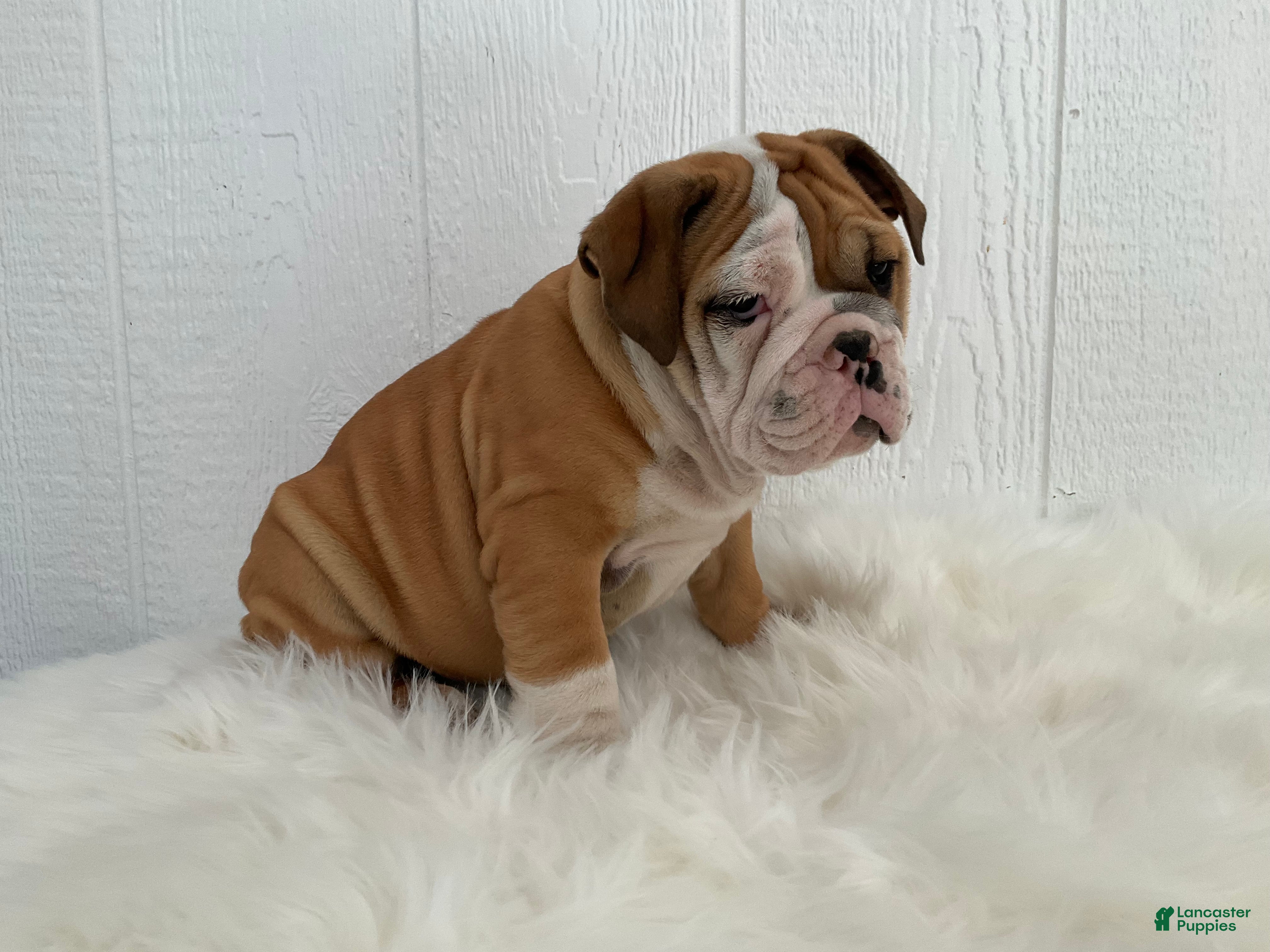 English Bulldog dogs Zeke - Ad 2