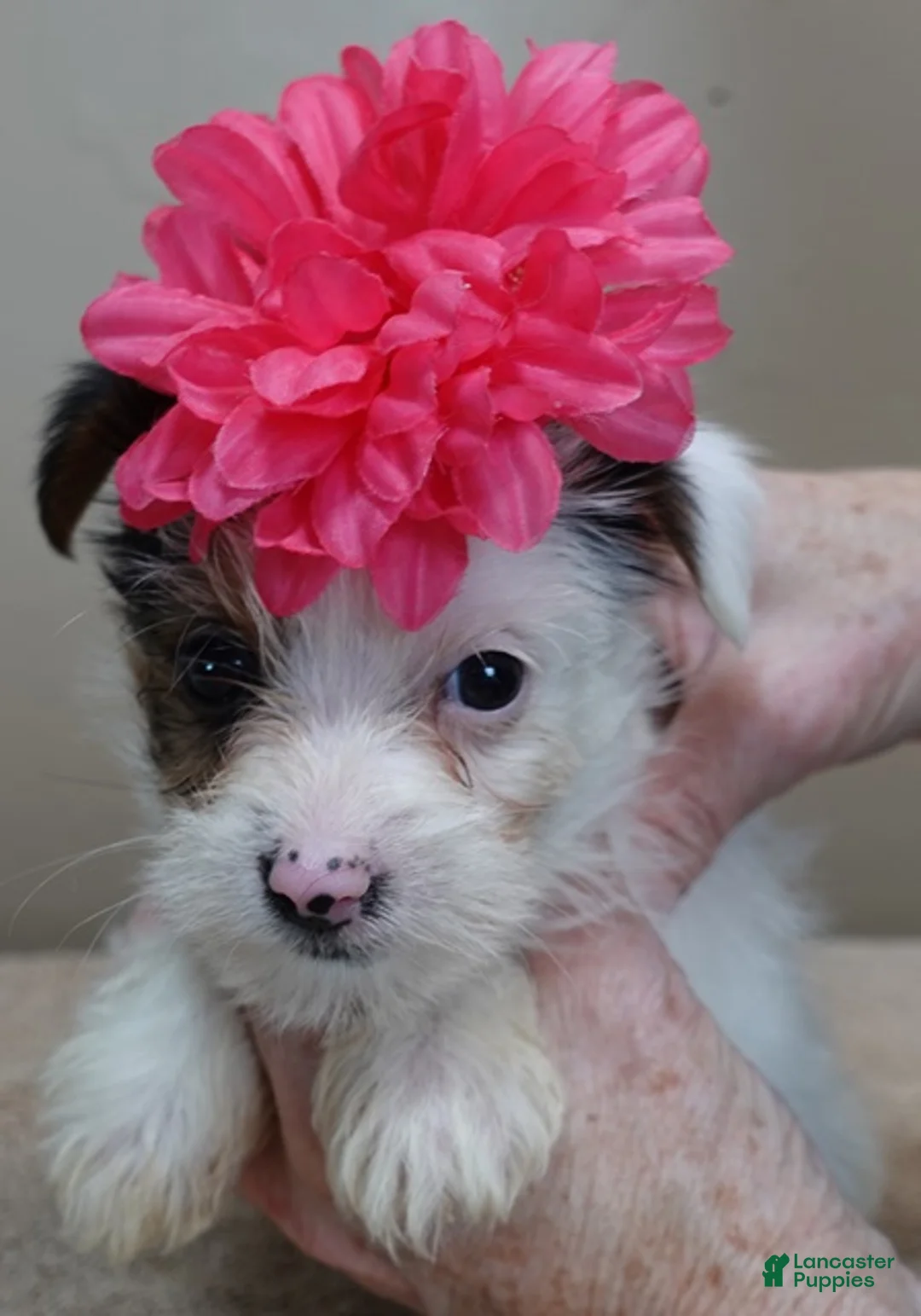 Yorkshire Terrier dogs for sale: Kiko girl - Ad 10