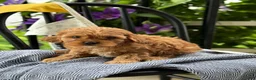 Cavapoo dogs for sale: Jacey - Ad 7