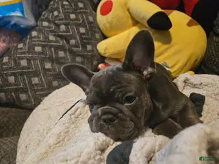 French Bulldog dogs Celeste - Ad 20
