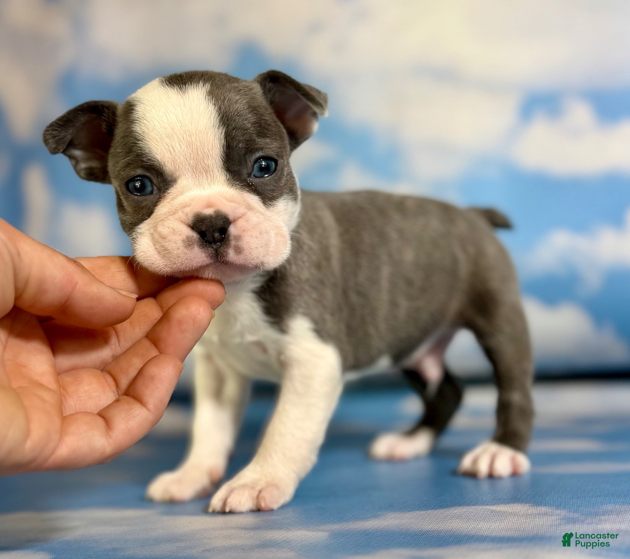 Frenchton dogs Lux - Ad 2