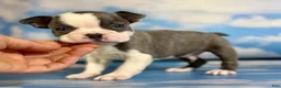 Frenchton dogs for sale: Lux - Ad 2