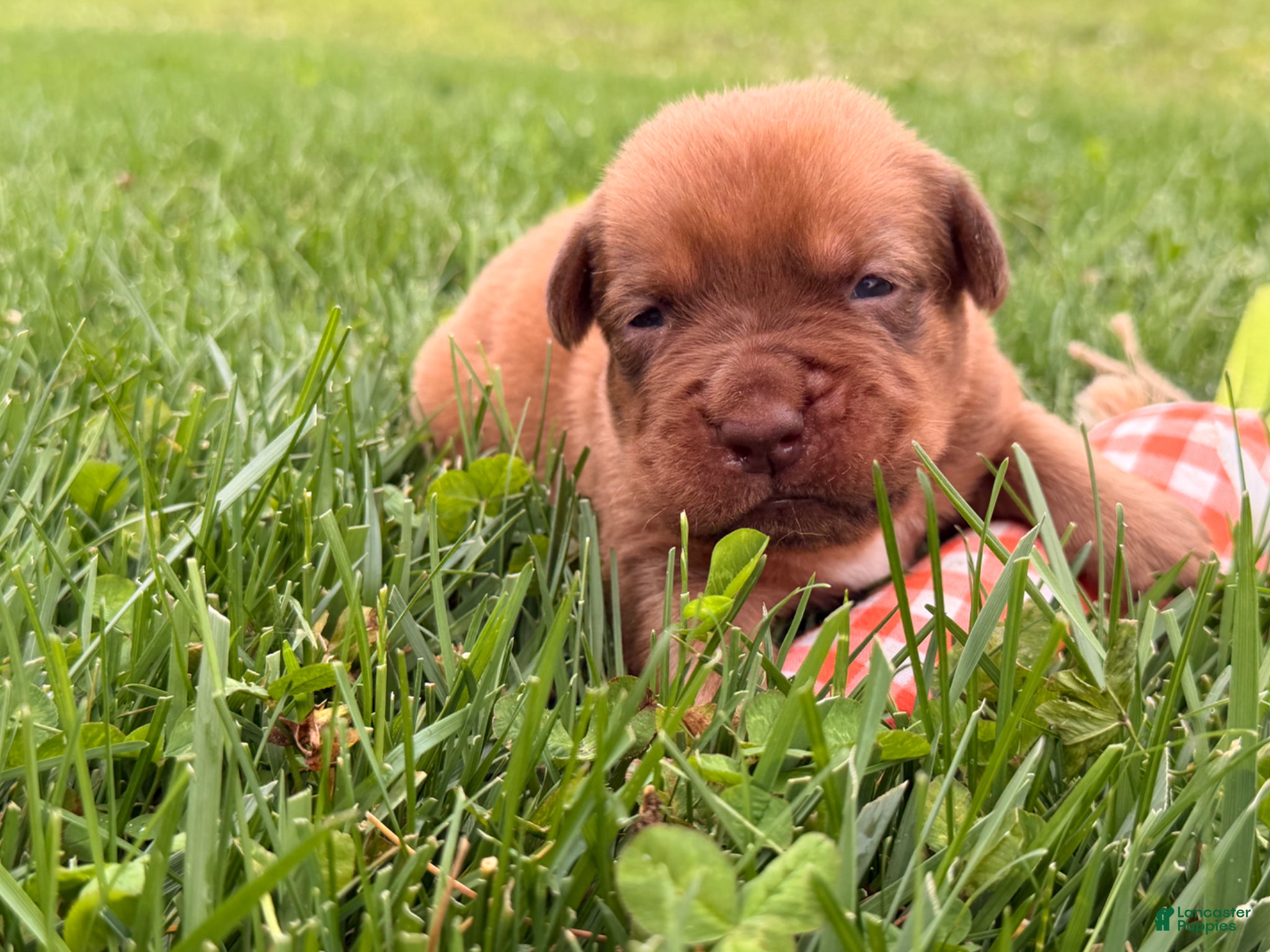 Dogue De Bordeaux dogs for sale: Burkin - Ad 1