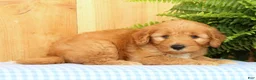 Mini Goldendoodle dogs for sale: Chester - Ad 6