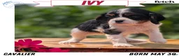 Cavalier King Charles Spaniel dogs for sale: Ivy - Ad 1